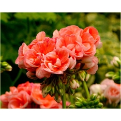 Nasiona Geranium pomarańczowe szt.5 Nxx470